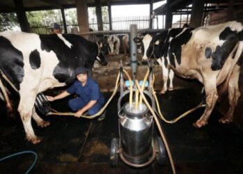 Dewan Persusuan Sebut Produksi Susu Segar Jauh dari Kebutuhan