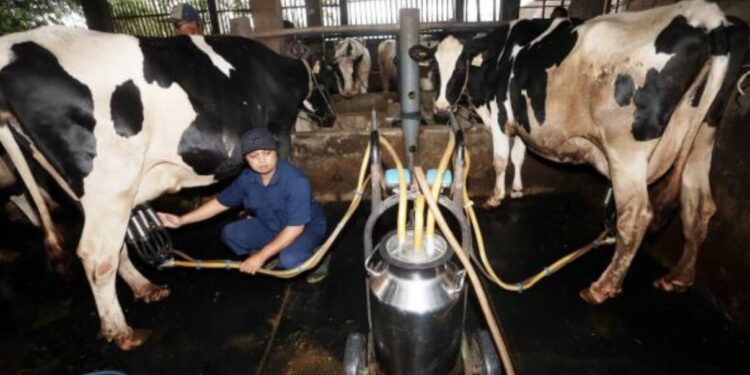 Dewan Persusuan Sebut Produksi Susu Segar Jauh dari Kebutuhan