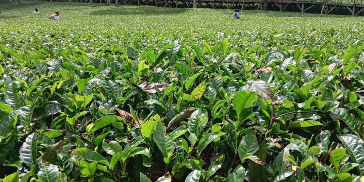 Pencampuran Limbah Teh Berpotensi Merusak Tata Niaga
