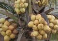 Kementan Targetkan Peremajaan Kelapa Lebih 200 Ribu Hektare