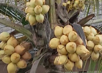 Kementan Targetkan Peremajaan Kelapa Lebih 200 Ribu Hektare