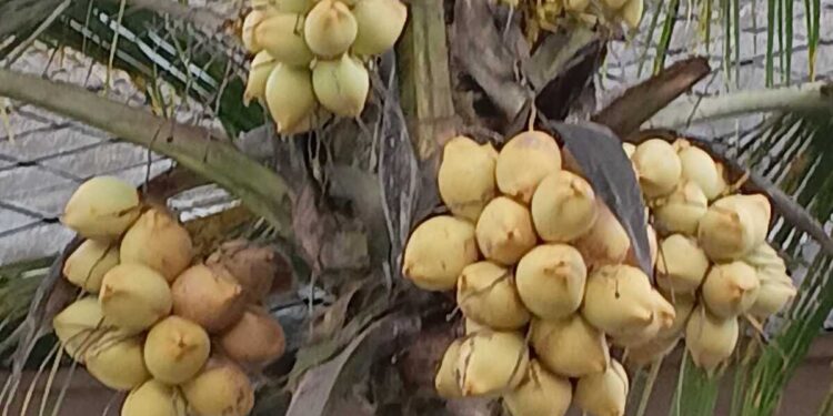 Kementan Targetkan Peremajaan Kelapa Lebih 200 Ribu Hektare