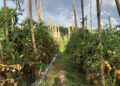 Bapanas Borong Tomat Hasil Panen Petani Cianjur