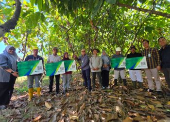 BPJS Ketenagakerjaan Perluas Jaminan Sosial ke Petani Kakao