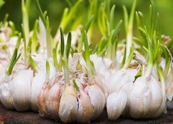 Kementan Gelontorkan Rp 55 Miliar untuk Pengembangan Kawasan Bawang Putih