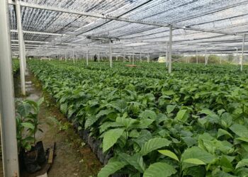 Kementan Perkuat Budidaya Kopi Adaptif Iklim