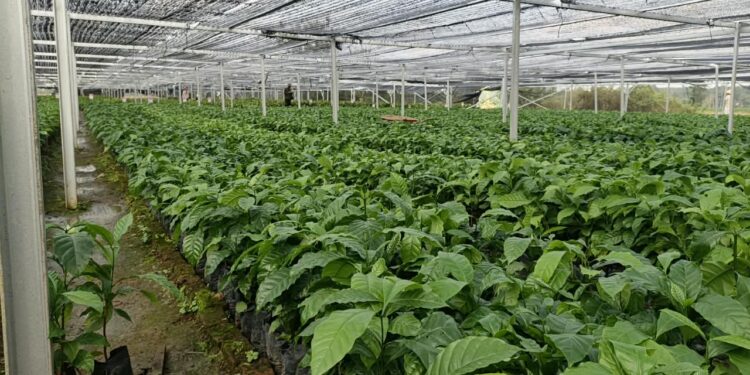 Kementan Perkuat Budidaya Kopi Adaptif Iklim