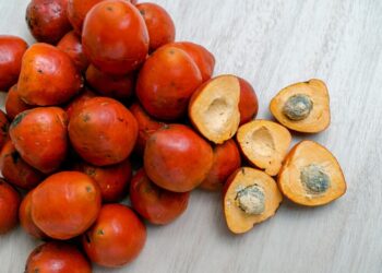 IPB Kembangkan Komoditas Gambir Sebagai Antifibrosis Paru