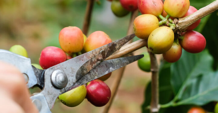 Mitigasi Perubahan Iklim Terus Diperkuat untuk Jaga Produksi Kopi Nasional