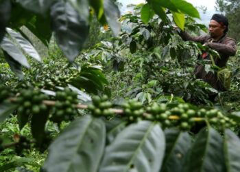 Pemkab Banjarnegara Kawal Keberlanjutan Kopi Arabika Pegunungan Dieng