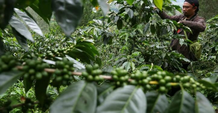 Pemkab Banjarnegara Kawal Keberlanjutan Kopi Arabika Pegunungan Dieng