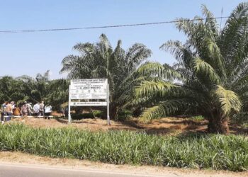 Kementan Tingkatkan Produktivitas Sawit Melalui PSR
