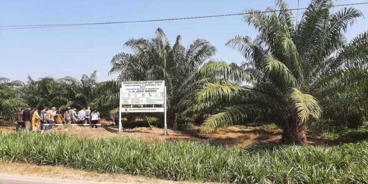 Kementan Tingkatkan Produktivitas Sawit Melalui PSR