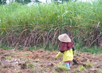 Kementan Optimistis Swasembada Gula Konsumsi 2027 Tecapai