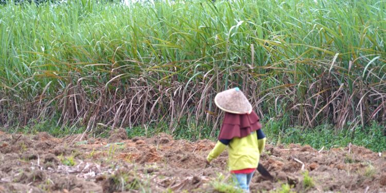 Kementan Optimistis Swasembada Gula Konsumsi 2027 Tecapai