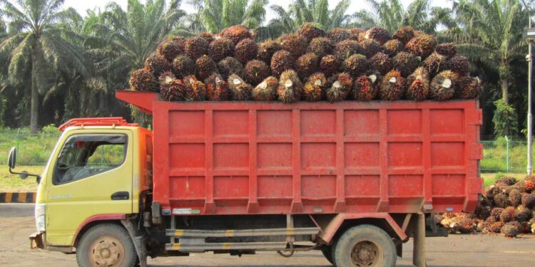 Sawit Masih Jadi Kontributor Utama Pendapatan DSNG