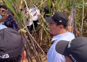 Peremajaan dan Perluasan Tebu di Tulang Bawang Dipercepat