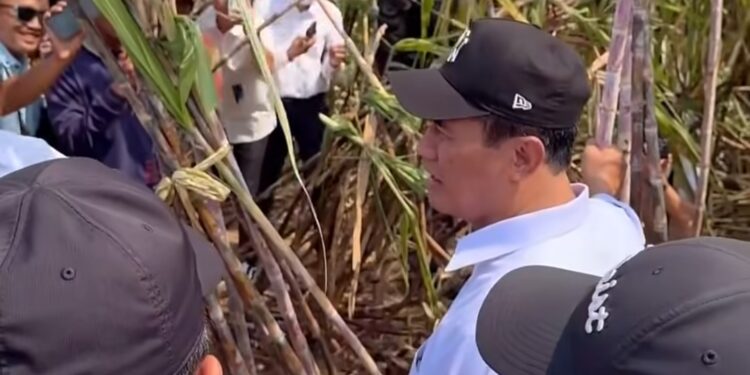 Peremajaan dan Perluasan Tebu di Tulang Bawang Dipercepat