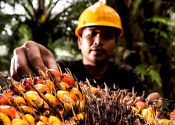 BRIN Dorong Penguatan Diversifikasi Produk Sawit Berbasis Riset