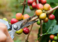 Kementan Perkuat Hadapi Potensi Musim Kering untuk Produksi Kopi Nasional