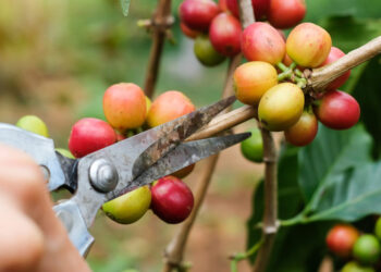 Kementan Perkuat Hadapi Potensi Musim Kering untuk Produksi Kopi Nasional