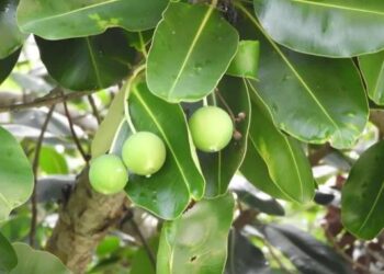 BRIN, UGM dan Industri Kembangkan Nyamplung untuk Biodiesel dan SAF