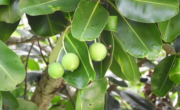 BRIN, UGM dan Industri Kembangkan Nyamplung untuk Biodiesel dan SAF
