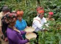 Pemerintah Dukung Pengembangan Kopi di Tana Toraja