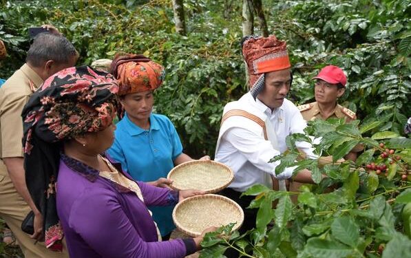 Pemerintah Dukung Pengembangan Kopi di Tana Toraja
