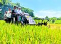 BPS Catat Produksi Padi Januari – Agustrus 2026 Naik 0,07 Persen