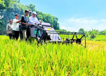 BPS Catat Produksi Padi Januari – Agustrus 2026 Naik 0,07 Persen
