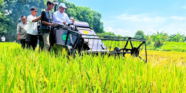 BPS Catat Produksi Padi Januari – Agustrus 2026 Naik 0,07 Persen
