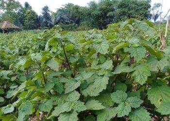 BRIN Dorong Hilirisasi Nilam dan Cengkeh untuk Tingkatkan Daya Saing Global