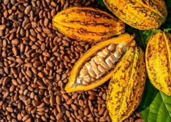 Kakao Penyumbang Surplus Perdagangan Nonmigas September 2025