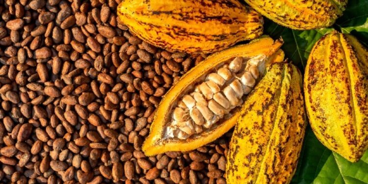 Kakao Penyumbang Surplus Perdagangan Nonmigas September 2025