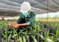 Astra Agro Resmi Rilis Varietas Unggul Baru Tahan Ganoderma