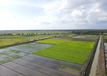 Pemerintah Catat Stok Cadangan Beras Capai Rekor Tertinggi