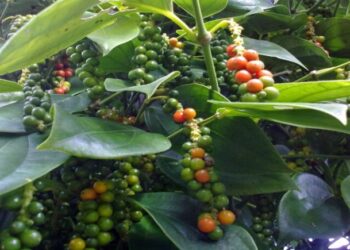 Pemerintah Komitmen Mendorong Ketahanan Industri Lada Indonesia