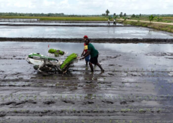 Rice Transplanter Inovasi untuk Efisiensi dan Produktivitas Padi