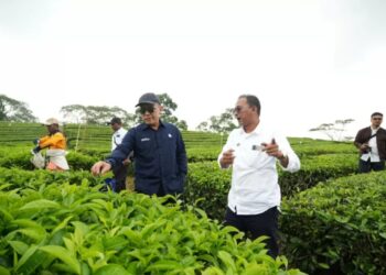 PTPN IV PalmCo Sebut Komoditas Teh dan Karet Berhasil Raih Laba