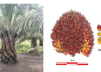 Varietas Sawit Unggul Astra Agro Anti Gano