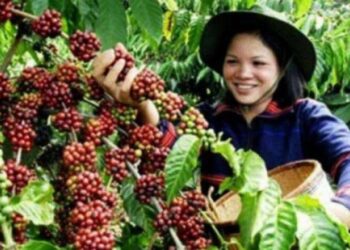 Pemerintah Terus Kembangkan Produksi Kopi