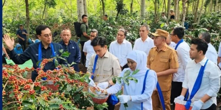 Pemerintah Upayakan Sediakan Benih Kopi Unggul Guna Tingkatkan Produktivitas