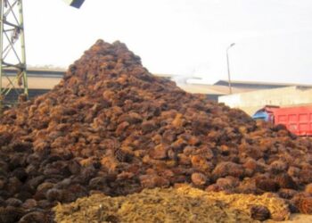 Biomassa Sawit Raup Transaksi Rp1,04 Triliun di Jepang