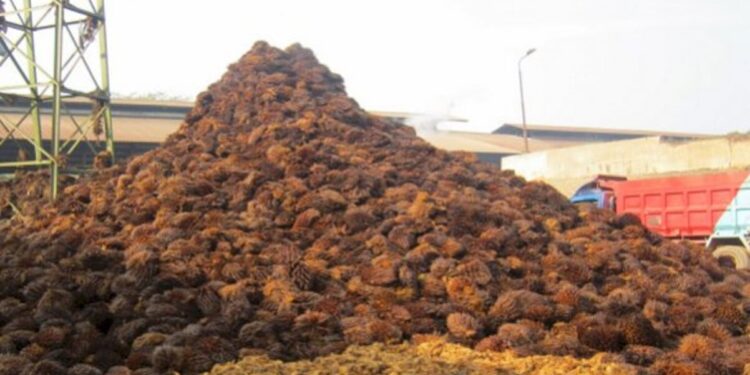Biomassa Sawit Raup Transaksi Rp1,04 Triliun di Jepang