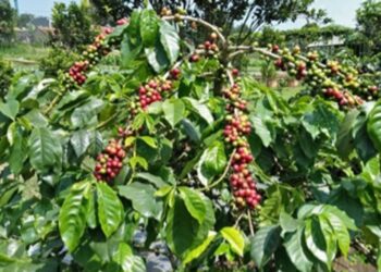 Plus Minus Perbanyakan Kopi Secara Vegetatif dan Generatif