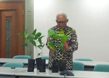 BRIN Inovasi Varietas Kopi Arabika Tana Toraja