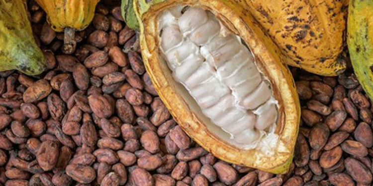 Harga Referensi Biji Kakao Melemah