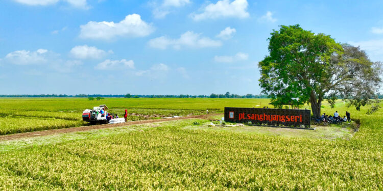 Sang Hyang Seri Luncurkan Produk Benih Dasar (FS)