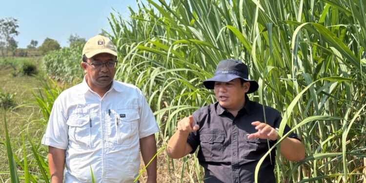 Kementan Siapkan Benih Tebu Unggul Untuk Pacu Produksi